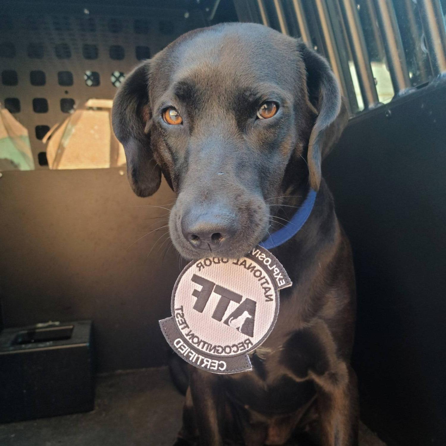 A black lab dog with a blue collar sitting in the back of a police cruiser with a patch in her mouth that states Explosive Certified, ATF国家气味识别测试